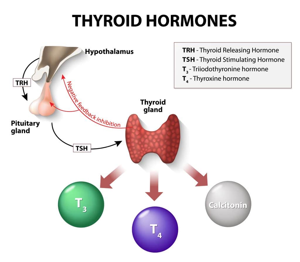 The Impact Of Hormones On Your Weight Loss Journey